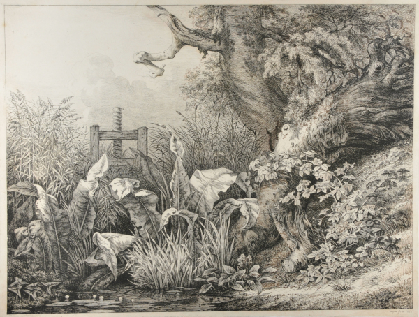 La Patience d’eau et la Ronce à la vanne - Image 2