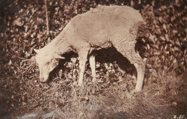 A Sheep Grazing - Image 2