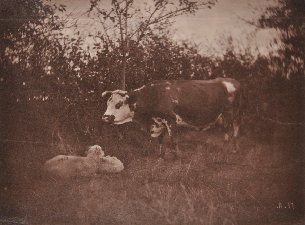 Cow and Two Sheep - Image 2
