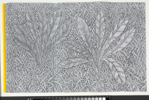 TEMPLATES FOR LIMITLESS FIELDS OF GRASS