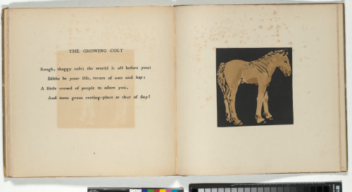 The Square Book of Animals - Image 5
