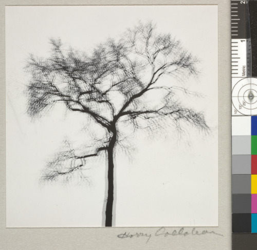 MULTIPLE EXPOSURE TREE, CHICAGO