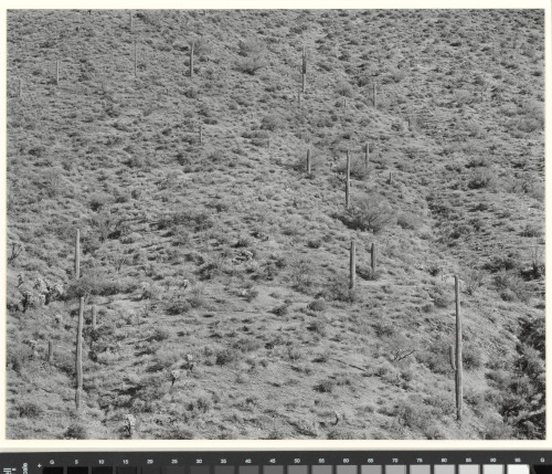 Arizona Landscape - Image 4