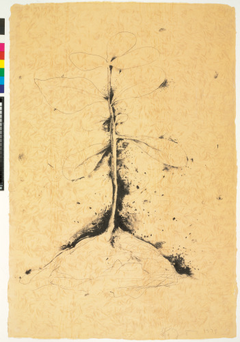 From the series “Lithographs of the Sculpture: The Plant Becomes a Fan”