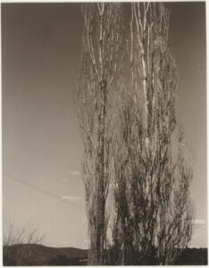 Poplars, Lake George