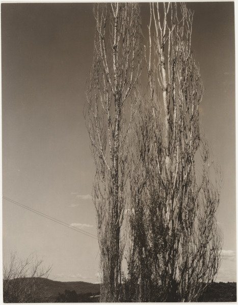Poplars, Lake George - Image 4
