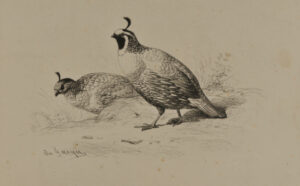 Perdrix de la Californie