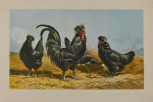 Coq et poules de la race de Crèvecoeur…