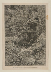 Un Renard en maraude