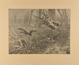 Flying Birds at Pond