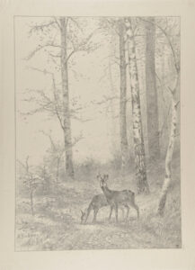 Deer in the Woods
