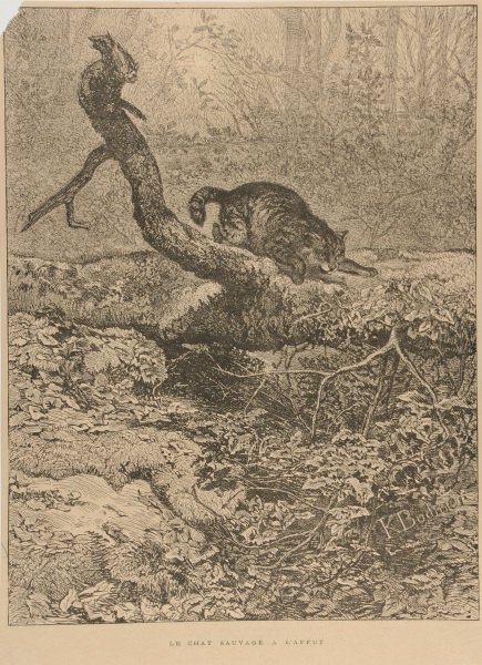 Le Chat sauvage à l’affut