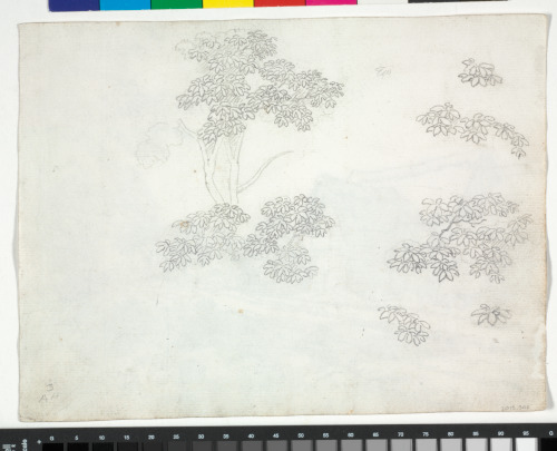 Hampstead (recto); Foliage (verso) - Image 3
