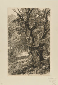 Châtaigniers à Royat (2ème planche)