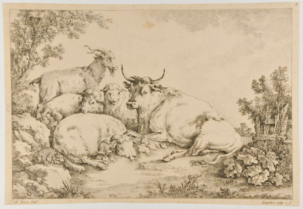 Group of goats and a cow