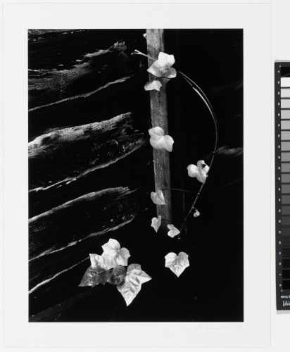 Ivy, Portland, Oregon - Image 3