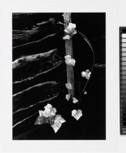 Ivy, Portland, Oregon