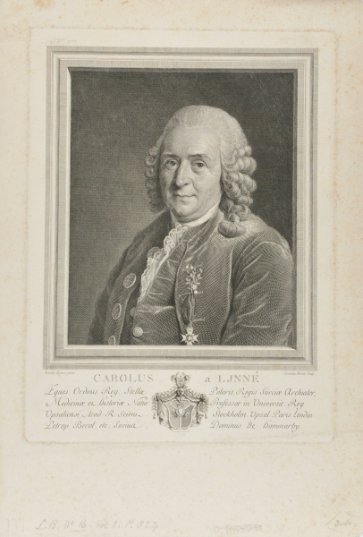 Portait of Carl Linnaeus - Image 2