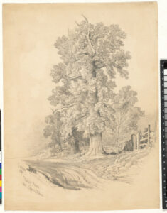 Tulip Trees over the Severn River