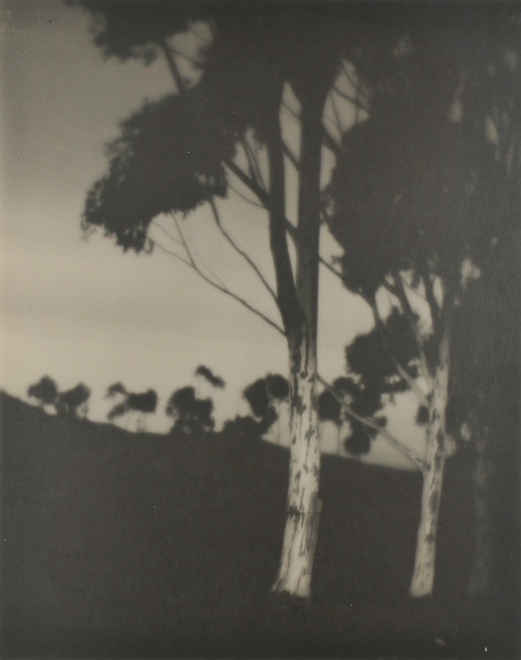 Near Lamesa (Eucalyptus Trees) - Image 3