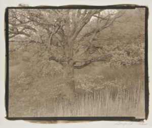 Oak Tree, Holmdel, New York