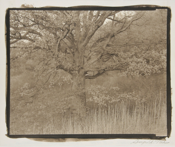 Oak Tree, Holmdel, New York - Image 4