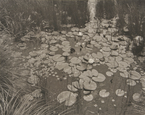 Aquatic Plants #1, New Jersey - Image 3