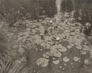 Aquatic Plants #1, New Jersey