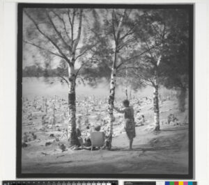 Birch Trees, Lake Near Ozerki Metro Station, St. Petersburg