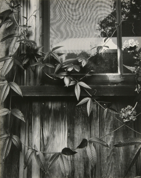 Wildcat Hill Window and Vines - Image 3