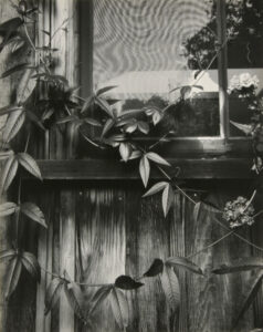 Wildcat Hill Window and Vines