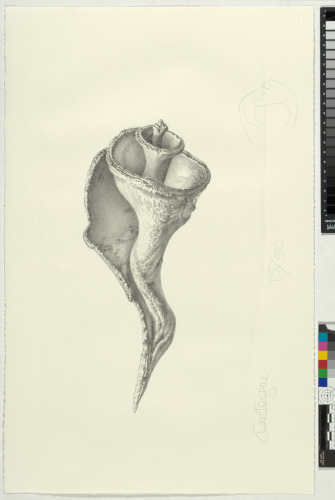 Assateague - Image 1