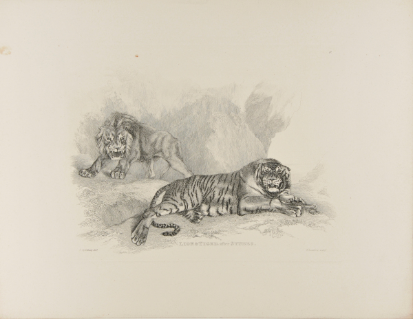 Lion & Tiger after Stubbs