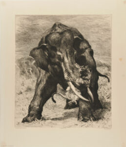 Elephant de l’Inde