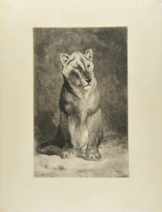 Lionne de Senegal (plate I)