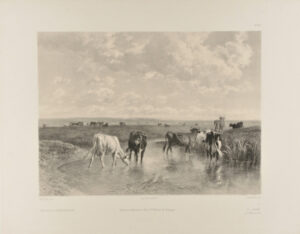 Paturage en Normandie