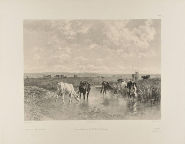 Paturage en Normandie