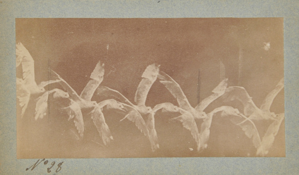 Flying Gull - Image 2