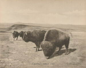 A Buffalo Family