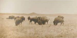 Buffalo Grazing in the Big Open