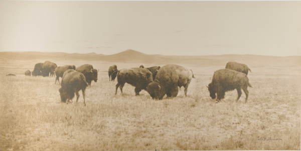 Buffalo Grazing in the Big Open - Image 4