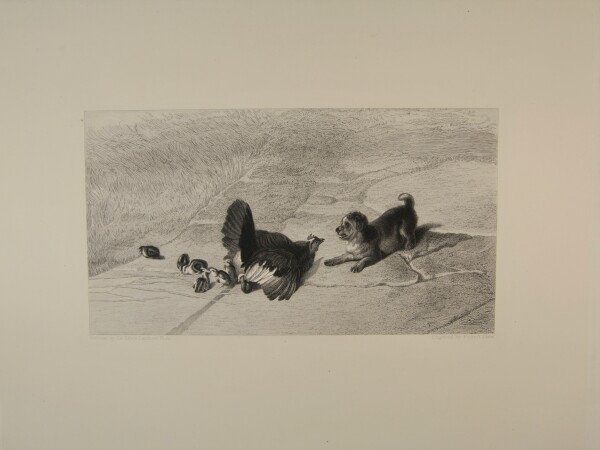 Hen Defending Her Chicks - Image 2