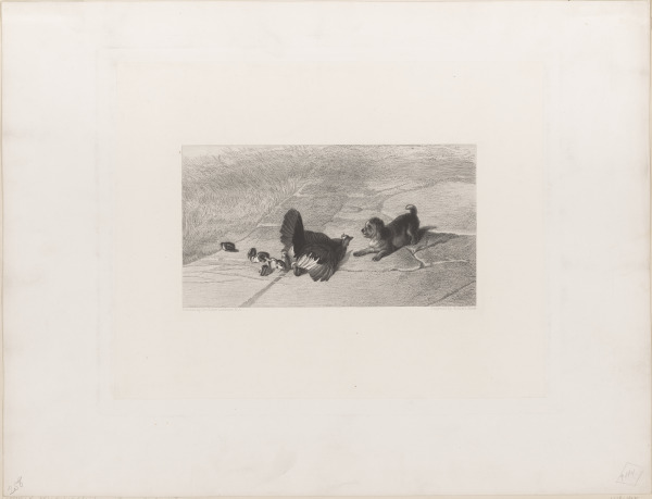 Hen Defending Her Chicks - Image 1