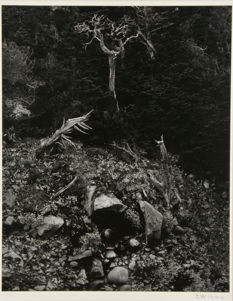 North Dome, Point Lobos - Image 3