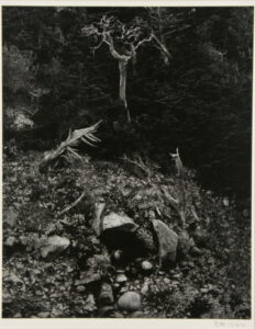 North Dome, Point Lobos