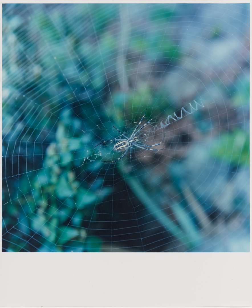 UNTITLED (SPIDERWEB)