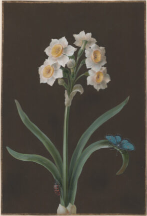 Narcissus