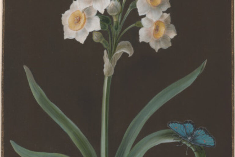 NARCISSUS