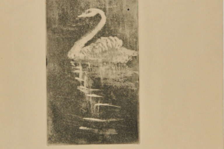 Swan