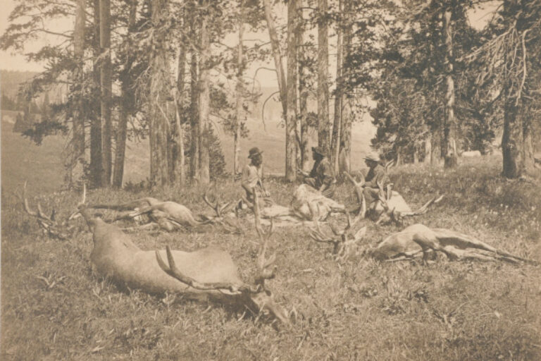 A Killing of Elk